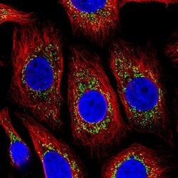 COX4 Antibody (CL3515), Novus Biologicals 25 &mu;L:Antibodies, Monoclonal